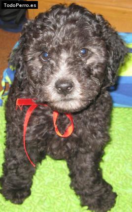 Foto del perro Theo