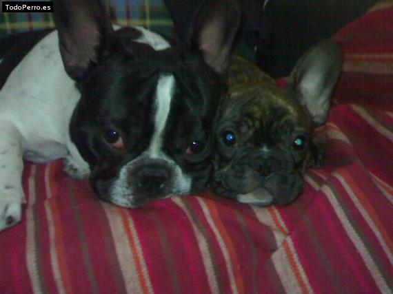 Foto del perro Bull y choco