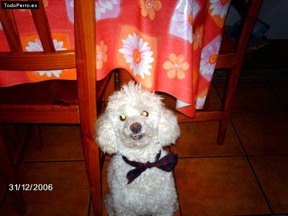 Foto del perro Simba