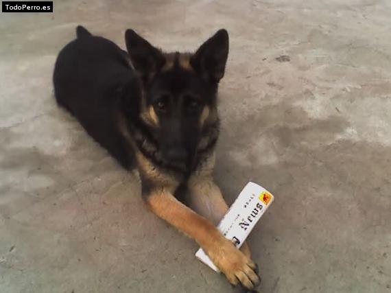 Foto del perro Silver