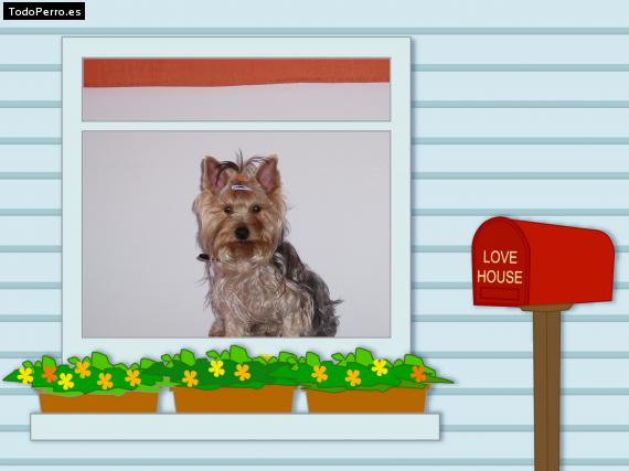 Foto del perro Chuky