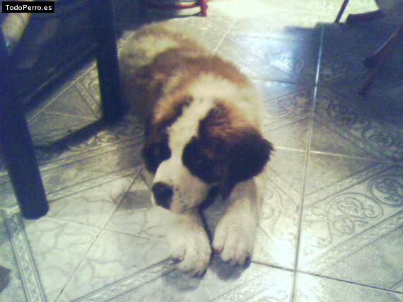 Foto del perro Rambao