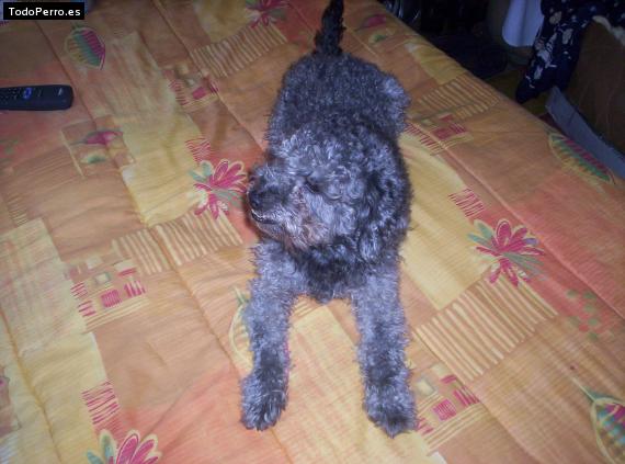 Foto del perro Cosito