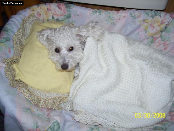 Foto del perro Chiquitin