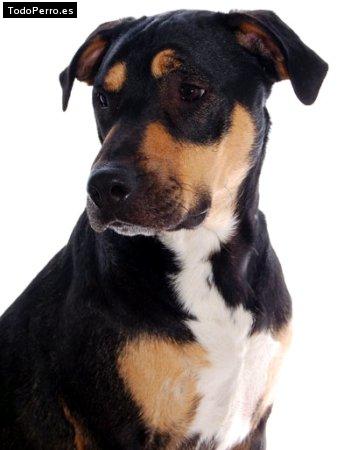 Foto del perro Tripy