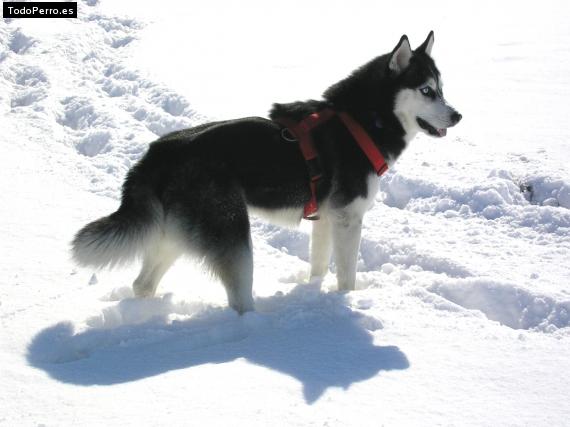 Foto del perro Koko