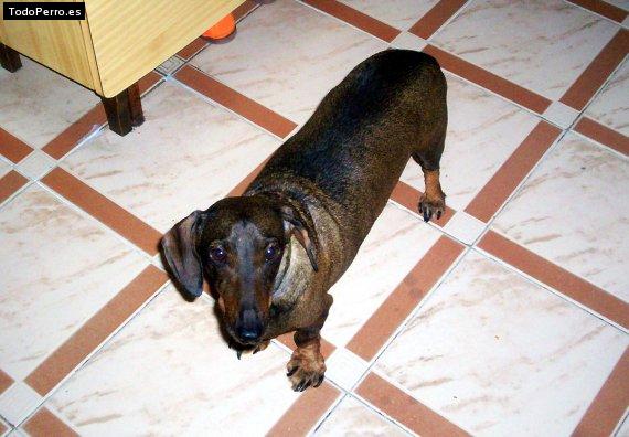 Foto del perro Will
