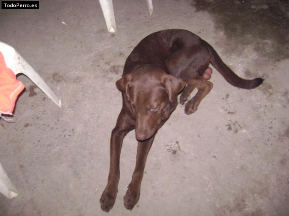 Foto del perro Coffe