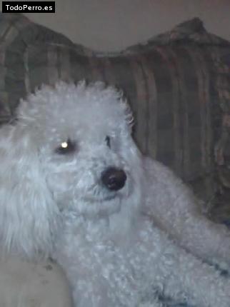 Foto del perro Sassy