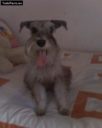 Foto del perro Chester