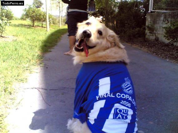 Foto del perro Siena