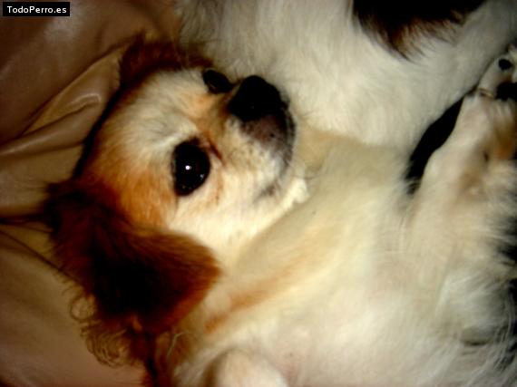 Foto del perro Shary