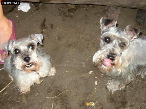 Foto del perro Dolly y  buster