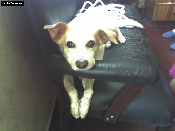 Foto del perro Igor