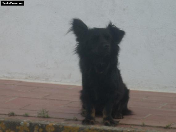 Foto del perro Coldo