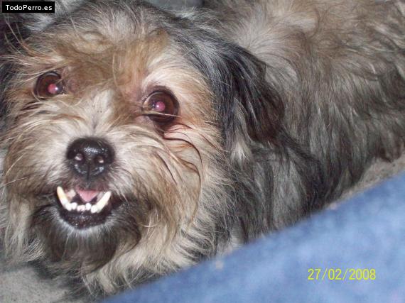 Foto del perro Candela