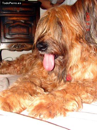 Foto del perro Tota