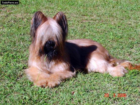 La foto del perro Bull Foto del perro Bull