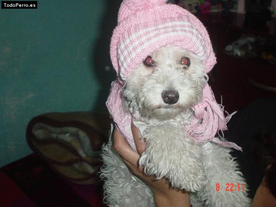 La foto del perro Iisa Foto del perro Iisa