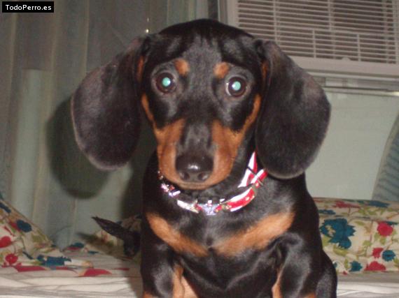 Foto del perro Ruby