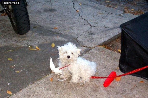 Foto del perro Lupita