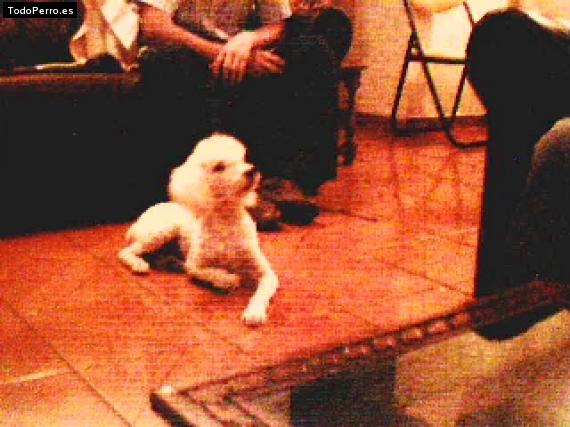 Foto del perro Rulito