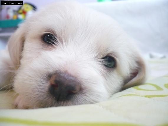 Foto del perro Cabrita