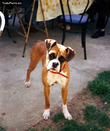 Foto del perro Iara