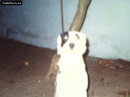 Foto del perro Chavito