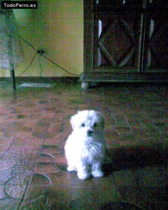 Foto del perro Tikitiki