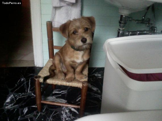 Foto del perro Iker