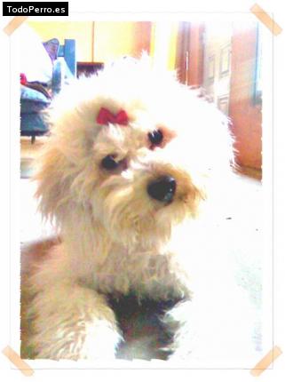 Foto del perro Chandi