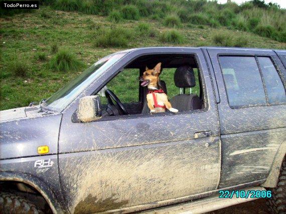 Foto del perro Kaos