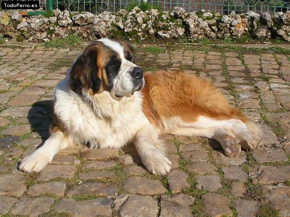 Foto del perro Spaik
