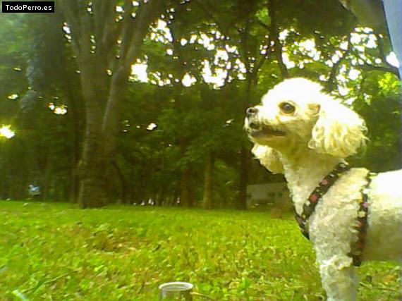 Foto del perro Candy