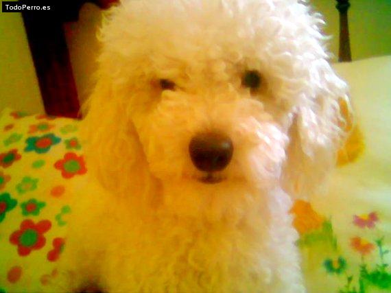 Foto del perro Tomy