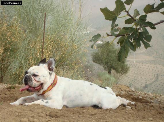 Foto del perro Atila