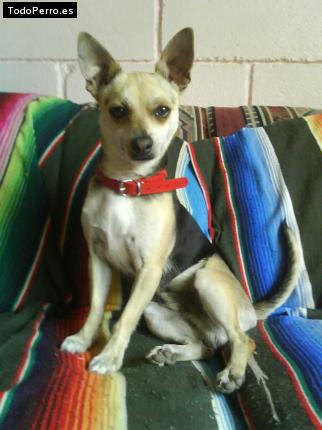 Foto del perro Samy