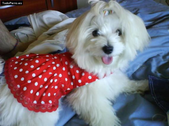 Foto del perro Cleopatra