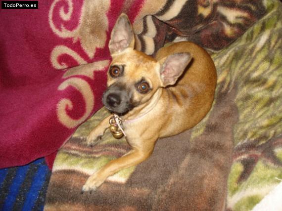 Foto del perro Chita