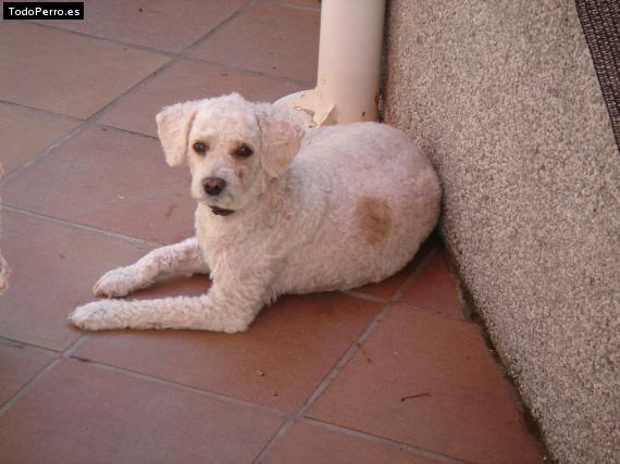 Foto del perro Chuski