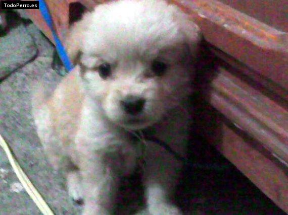 Foto del perro Betoven