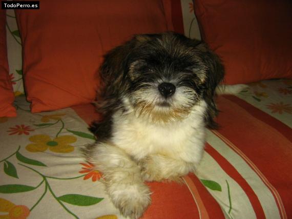 Foto del perro Chispita