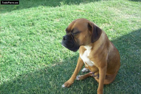 Foto del perro Catalina