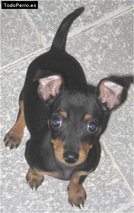 La foto del perro Rita Foto del perro Rita