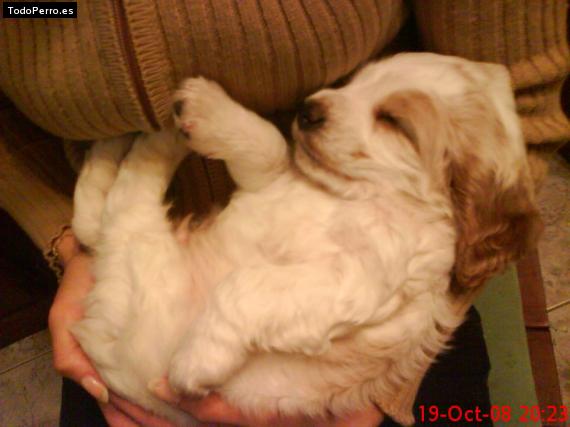Foto del perro Snoopy