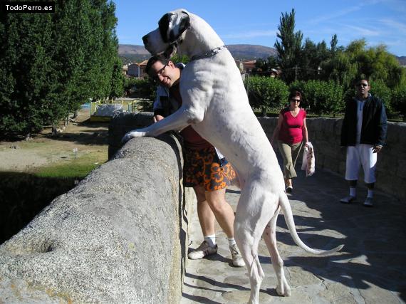 Foto del perro Brando