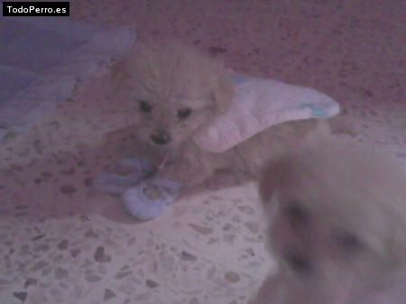 Foto del perro Copito