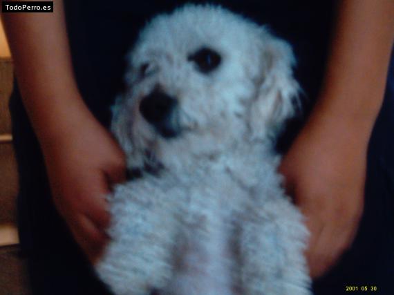 Foto del perro Choncha