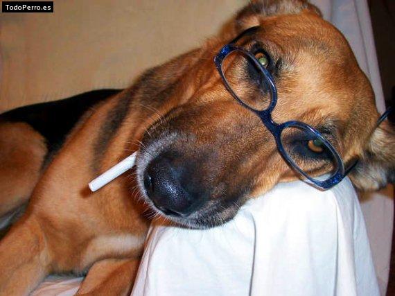 Foto del perro Noa